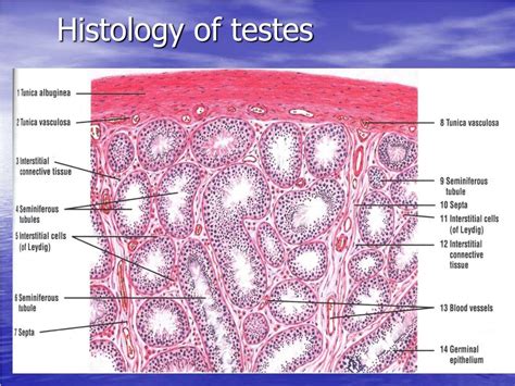 the thick whitish layer surrounding the testes is the|Histology of the male reproductive system .